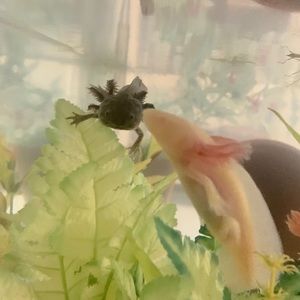 Meet your Posher, Casey